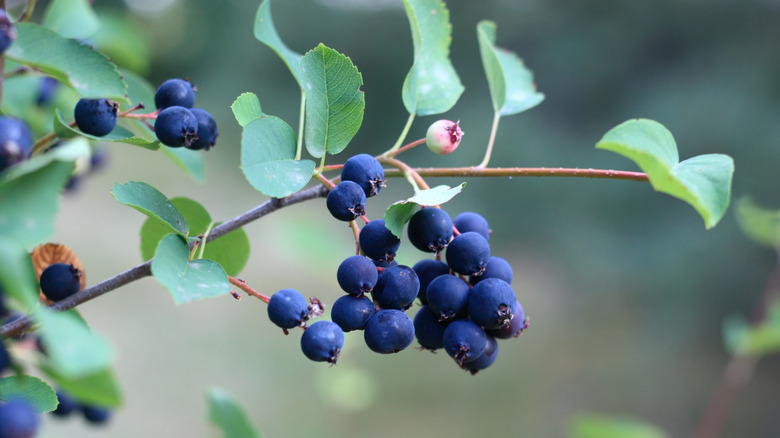 berries on a saskatoon berry shrub