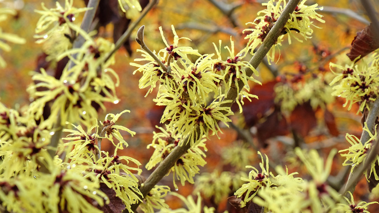 close up view of yellow Witch Hazel blossoms