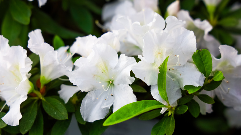 White azalea blooms with greenery in the background