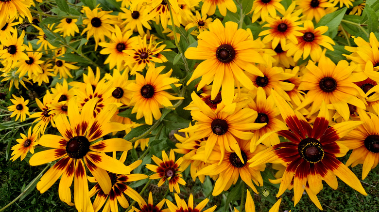 Bright yellow black-eyed Susans in bloom
