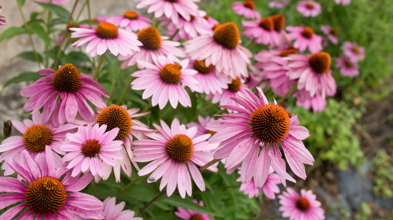 Pale pink coneflowers with greenery in the background