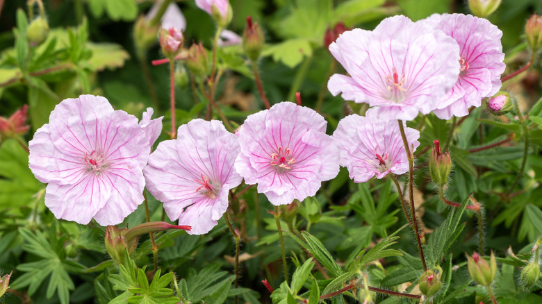 Striped body cranesbill flowers with lots of greenery in the background
