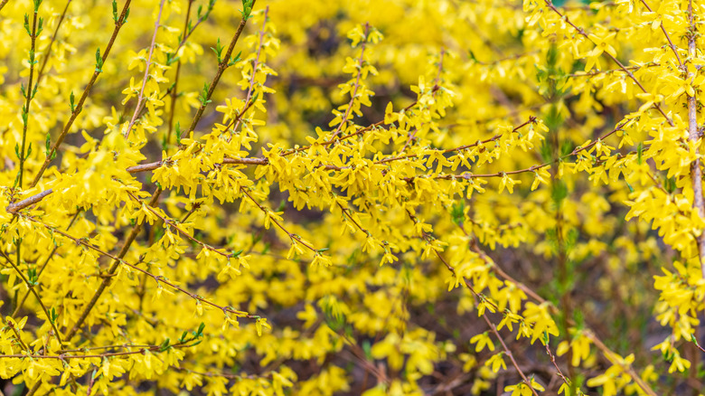 Bright yellow forsythia in bloom