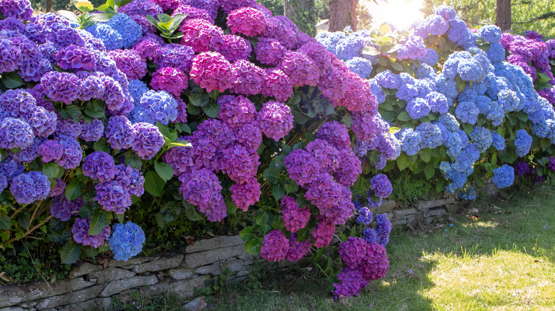 Purple, pink, and blue hydrangea bushes above a low rock wall with sunlight in the background and shade trees