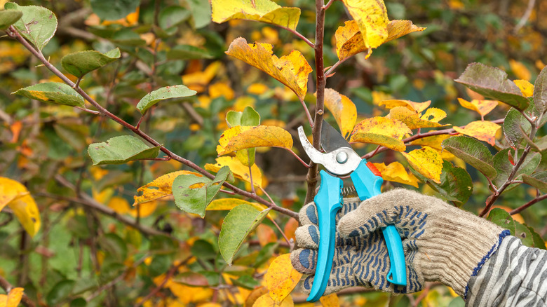 A person pruning a branch with yellow leaves
