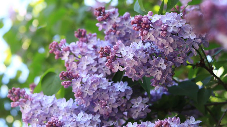 Light lavender lilac bushes with blooms and buds that haven't opened yet