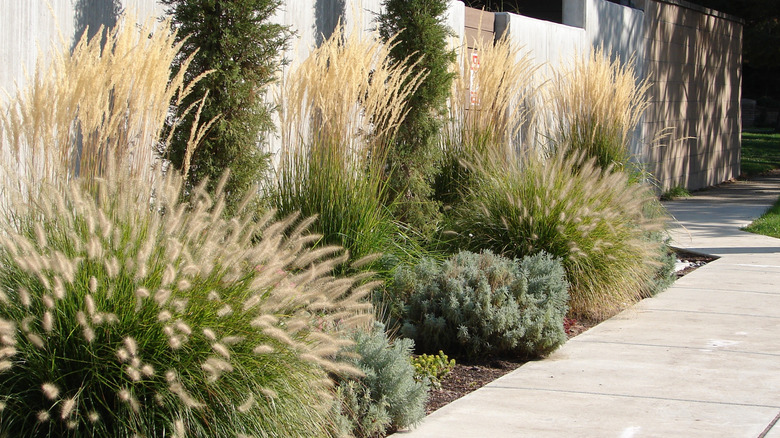 A variety of ornamental grasses along a privacy fence and near a walkway