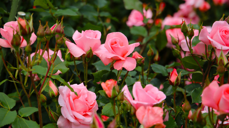 Carnation pink roses in full bloom in the garden with greenery in the background