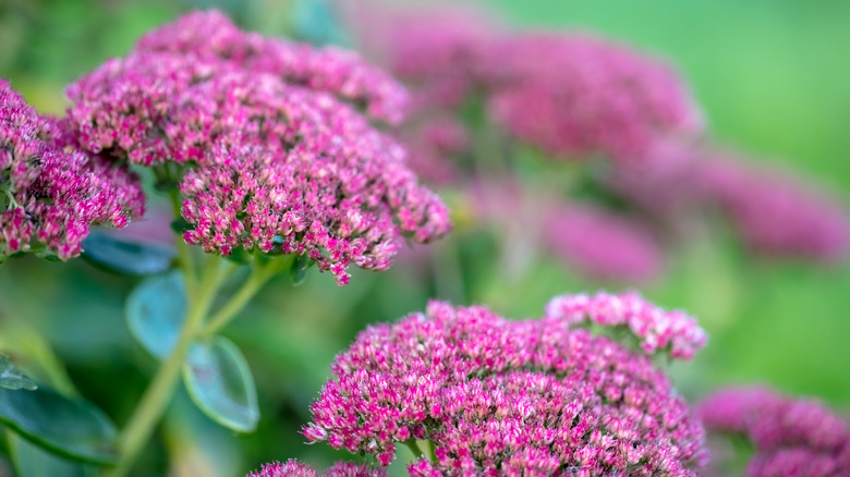 Bright pink stone flowers in bloom with greenery in the background