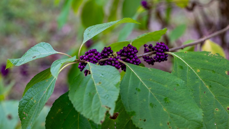 Clusters of purple berries on a branch