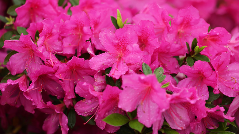 Pink azaleas covered with water drops