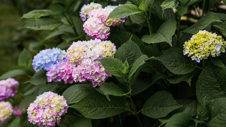 Light blue and pink hydrangeas and green foliage