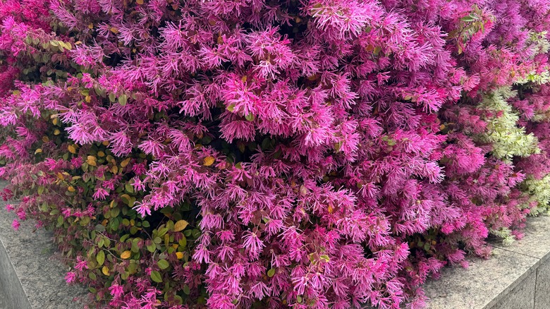 Chinese fringe flower shrub covered in pink flowers