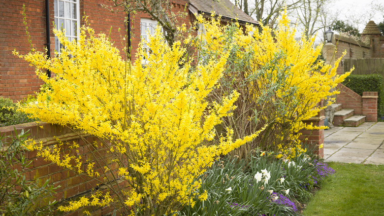 Two yellow flowering forsythias in front of a brick home