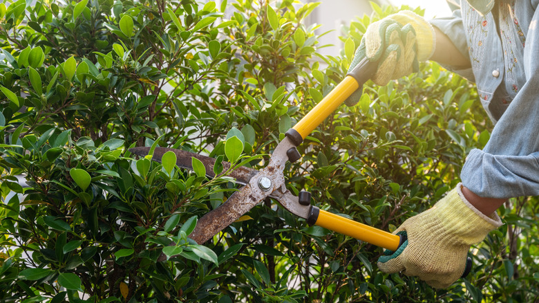 Pruning bush with large shears