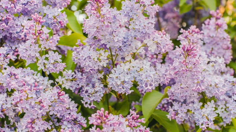 Lots of purple lilac flowers