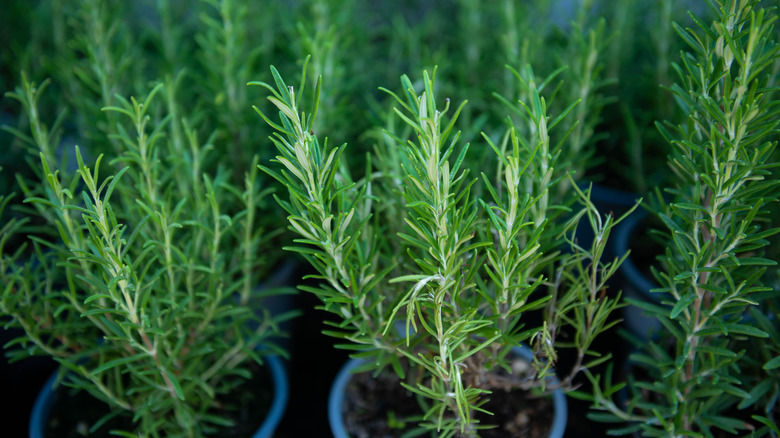 Potted rosemary plants
