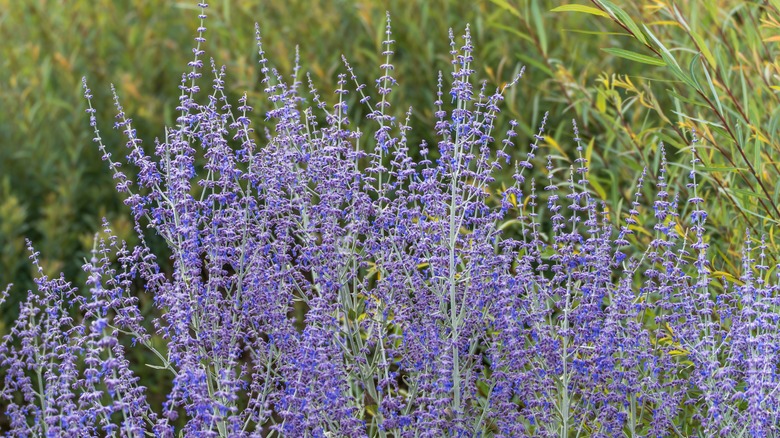Purple flowering stems of Russian sage