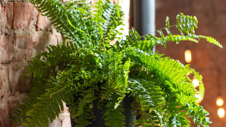 fern plant next to brick wall