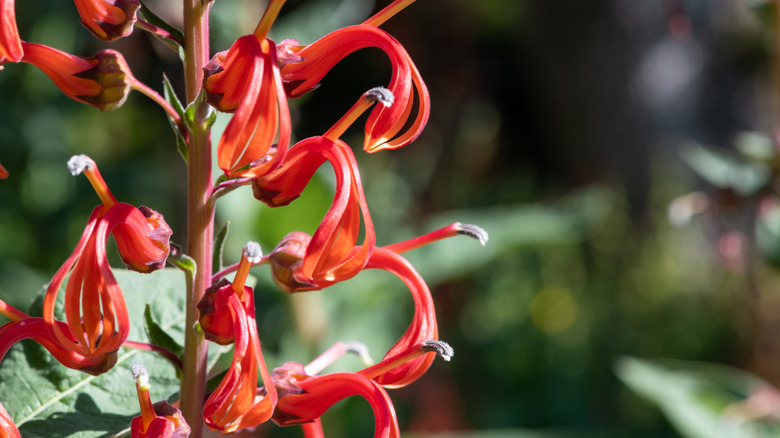 Red cardinal flower blooms