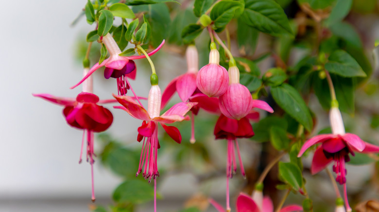 Drooping fuchsia flowers