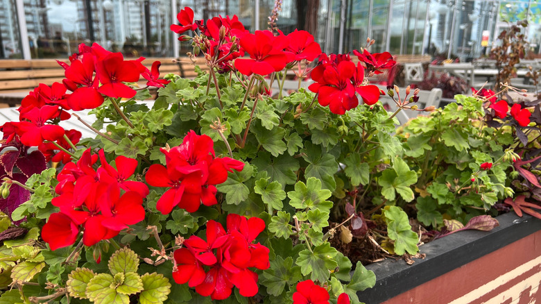 Flower bed of red geraniums
