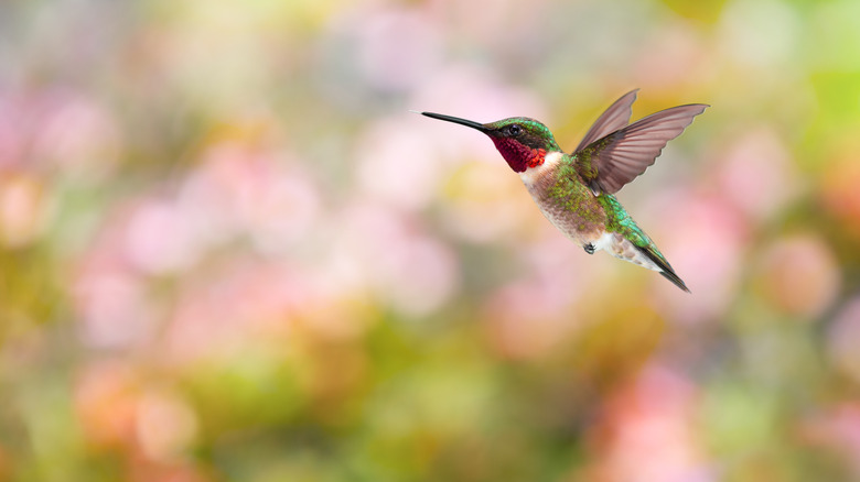Hummingbird flying over blurred background