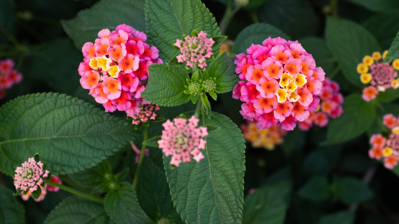 Pink and yellow flower clusters