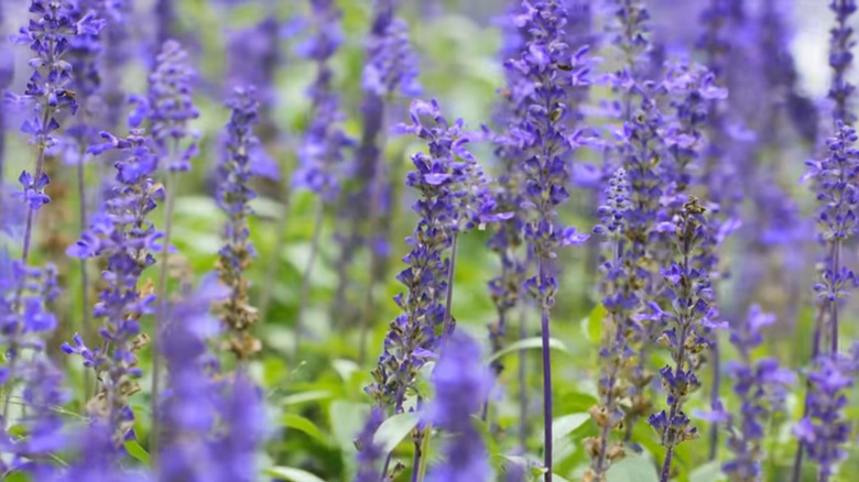 Mealy cup sage blooming in a field