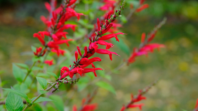 Red pineapple sage flowers