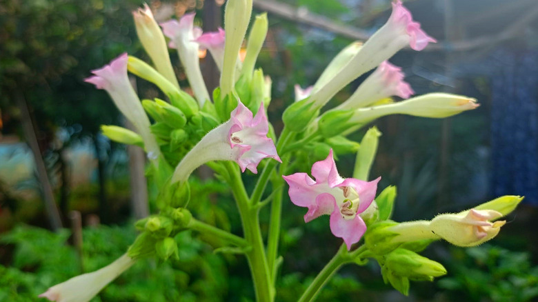Pink tobacco flowers