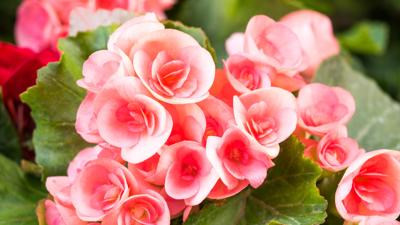 Pink begonia flowers