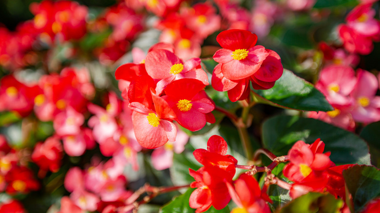 Red begonias
