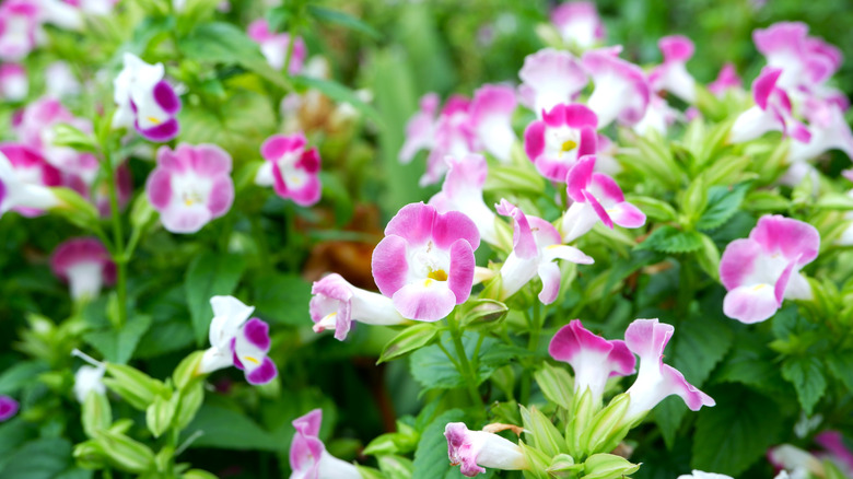 Pink and white wishbone flowers