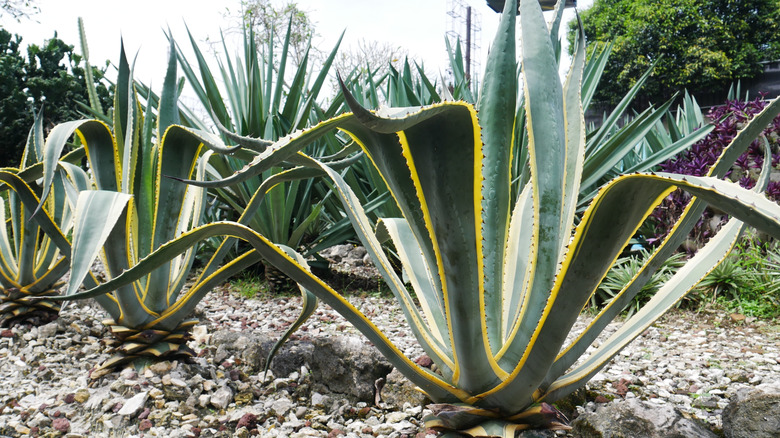 Closeup of agave plants in a rock garden