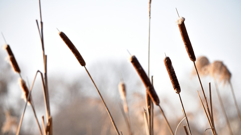 Closeup of American reed grass