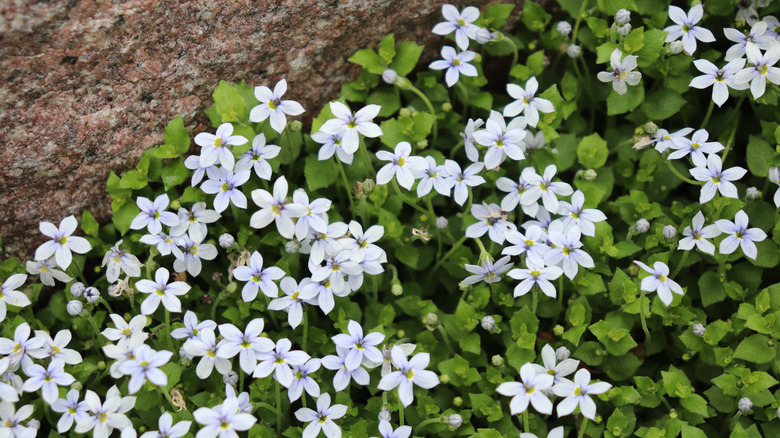 Closeup of a blue creeping star with white blooms