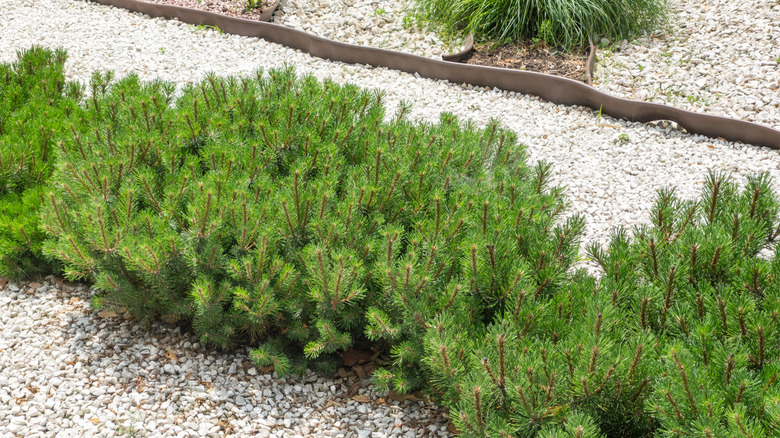 Dwarf mugo pine shrub in a rock garden