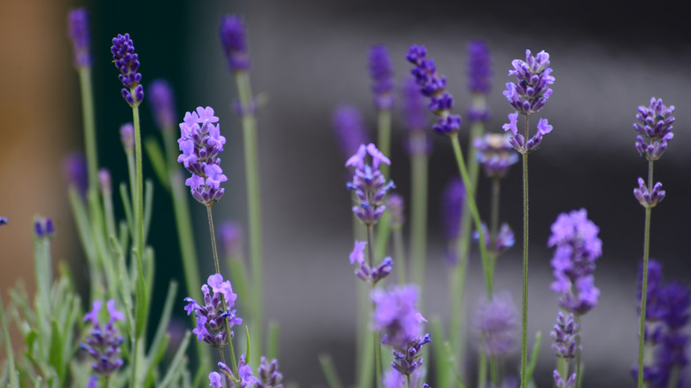 Closeup of lavender blooms