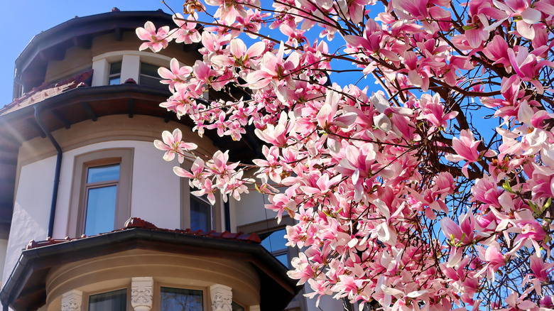 Closeup of a magnolia tree in front of a house