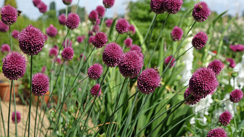 Closeup of purple ornamental onion blooms