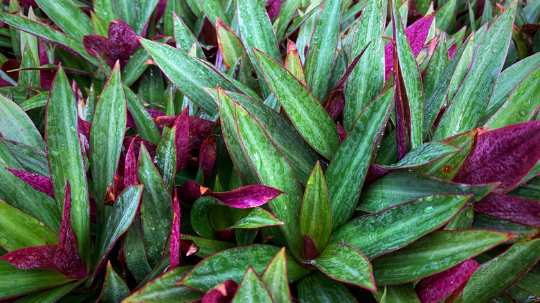 Closeup of an oyster plant