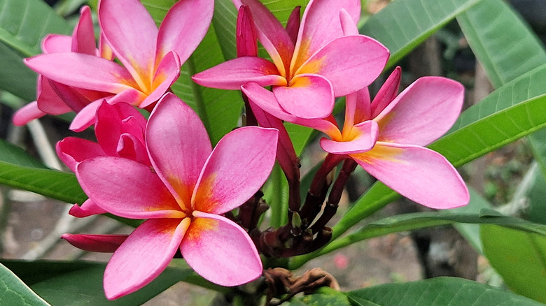 Closeup of pink plumeria blooms