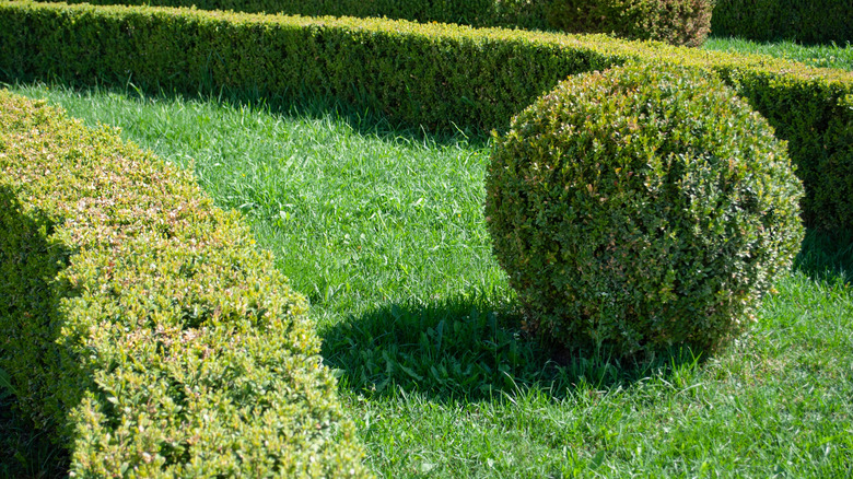 Well-trimmed shrubs and a ball-shaped topiary