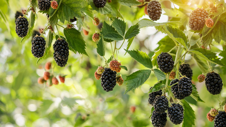 Both ripe and unripe blackberries hang from a sunlit branch.