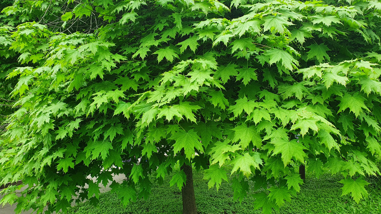 A small maple tree that's leafed out lives in a park.