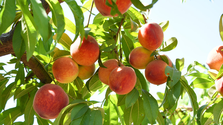 Peaches are ready for picking on a tree in an orchard.