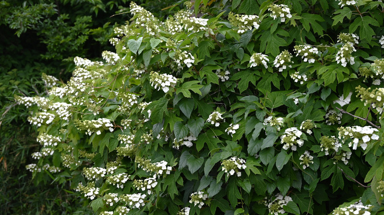 An oakleaf hydrangea is covered in white blossoms.