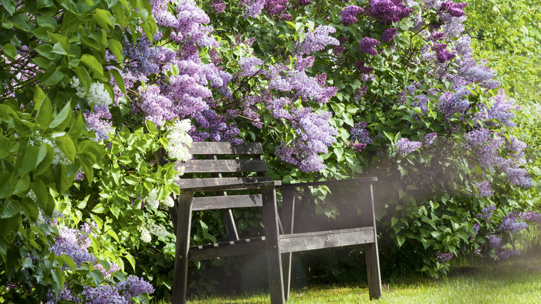 Lilac blossoms surround a wooden bench.