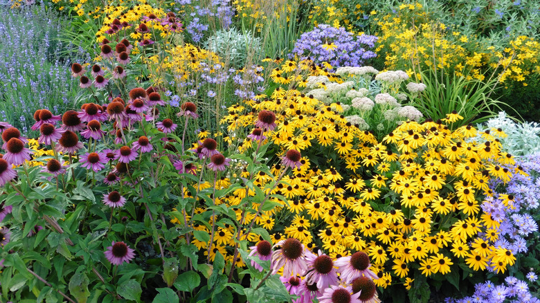 Lots of perennial flowers like coneflowers and black eyed susans bloom in a garden.
